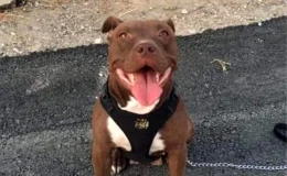 İzmir’de Şila adlı Pitbull cinsi köpeğin kulübesini ateşe vererek öldüren sanığın cezası artırıldı