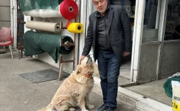 Köpekten Kaçarken Düşüp Diz Kapağı Kıran Kadına 315 Bin 441 TL Tazminat Ödenecek