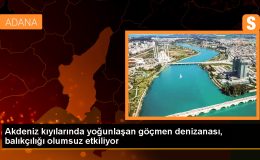 Mersin’de Göçmen Denizanaları Balıkçılığı Olumsuz Etkiliyor
